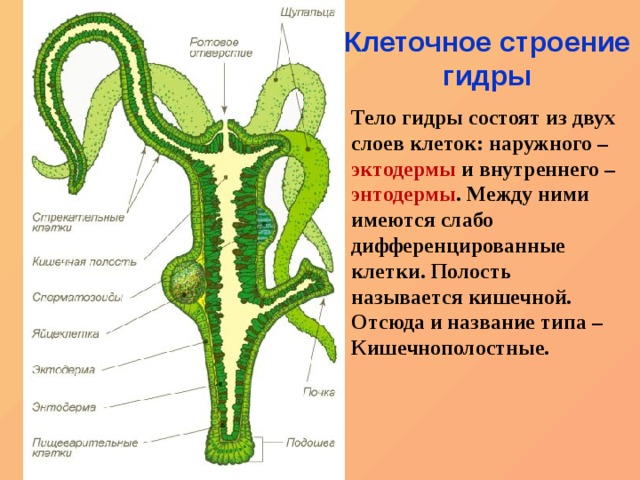 Где найти рабочую ссылку кракен